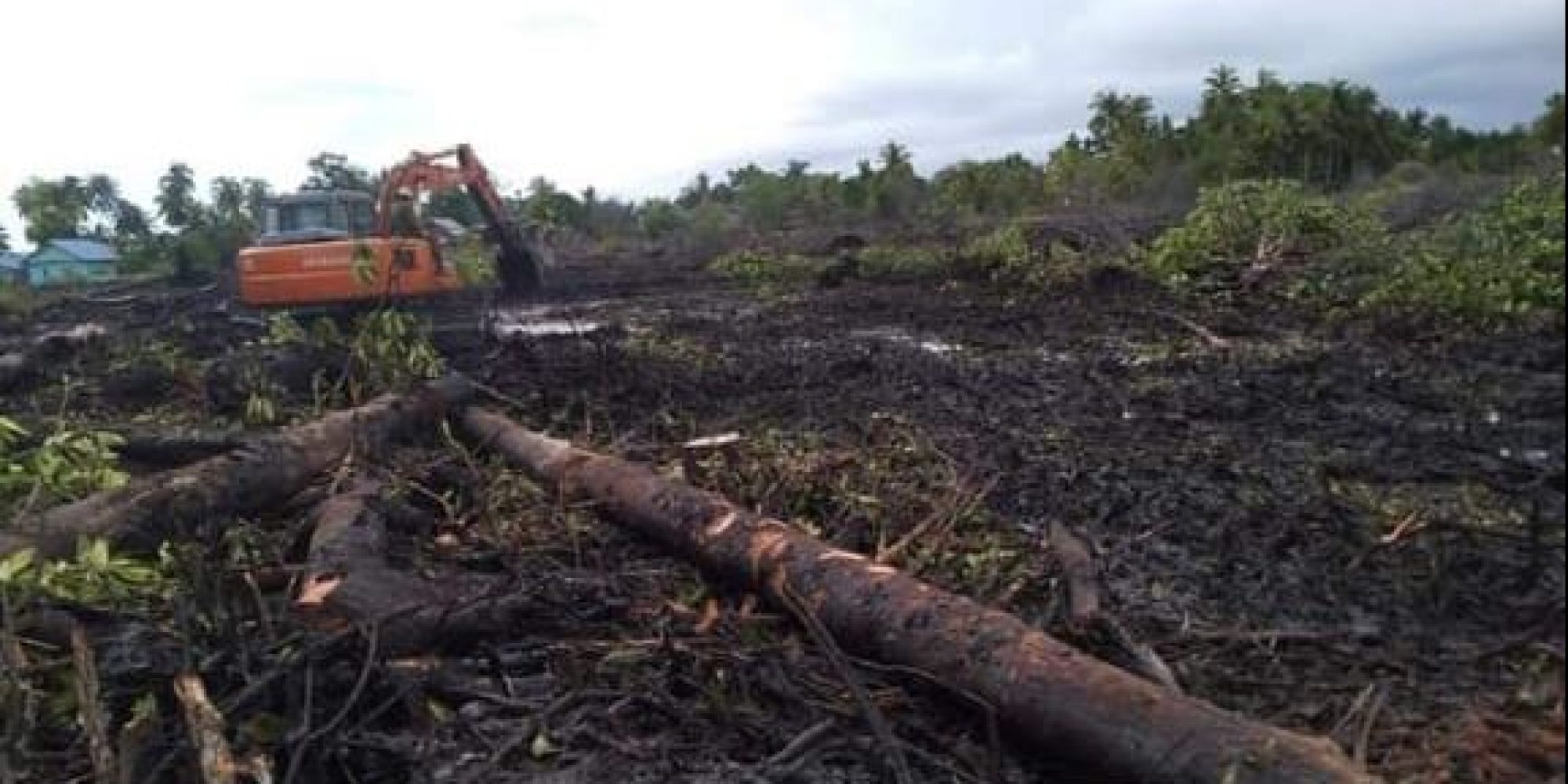 LPL-SULTRA Bakal Mengadukan Kades Watu Ondo ke Polda Sultra Terkait Dengan Pembabatan Mangrove di Duga Tidak Memiliki Izin