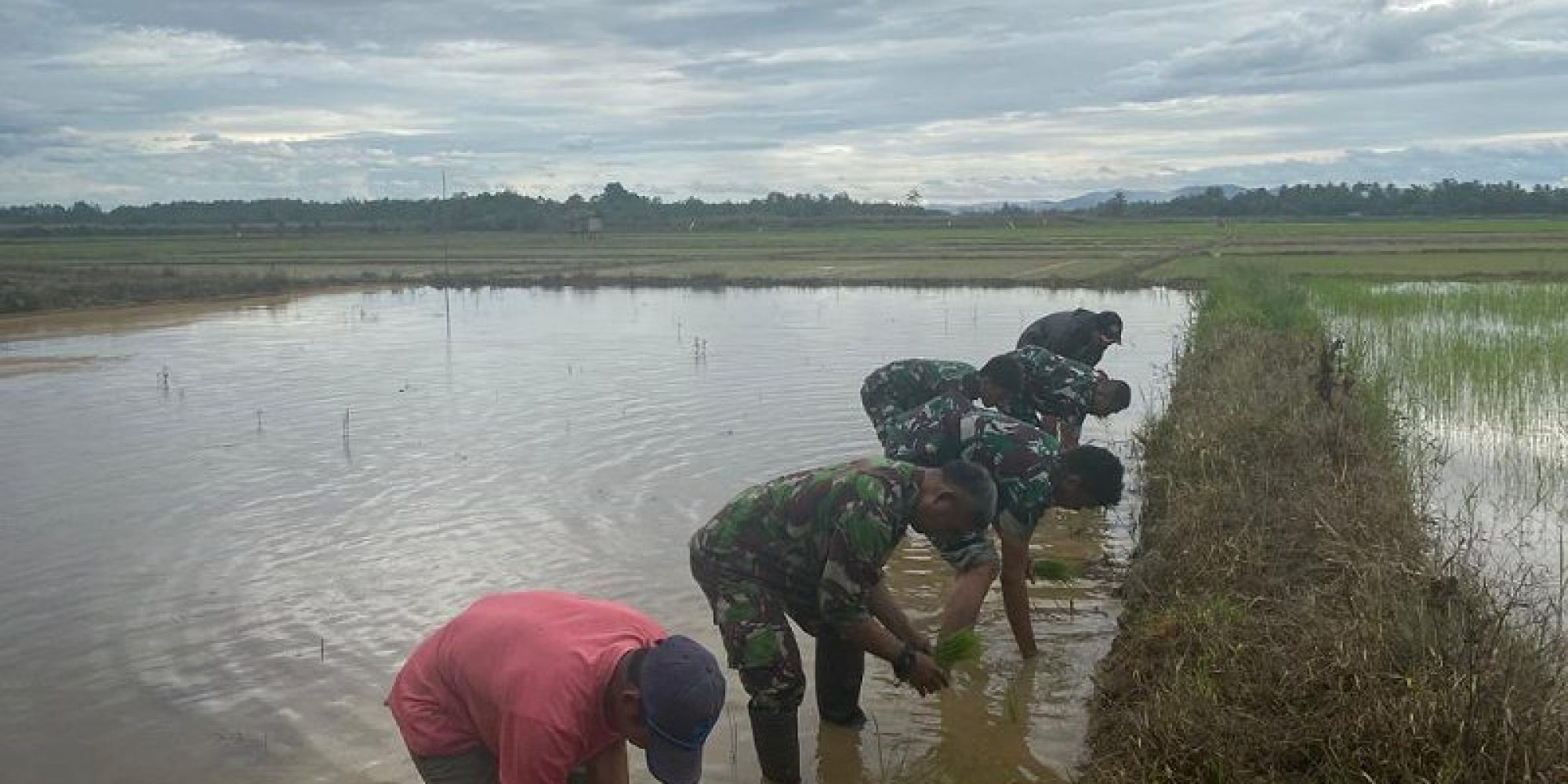 Dalam Rangka Tingkatkan Pangan Nasional, Kodim 1430 Konut Bersama Masyarakat  Lakukan Penanaman Padi Serentak