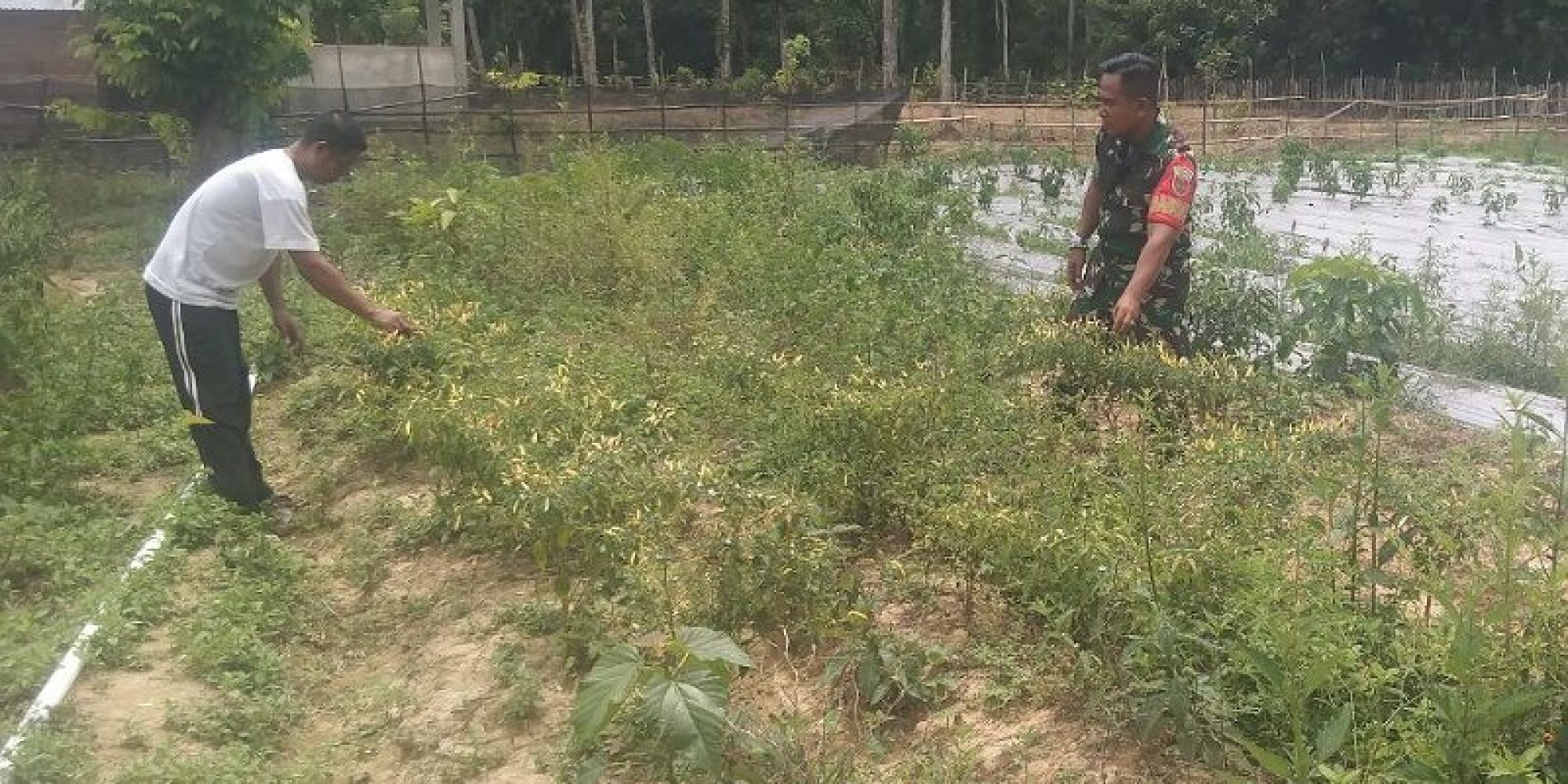 Ciptakan Kemanunggalan TNI-Rakyat, Babinsa 1430-02/Asera Dampingi Petani Panen Cabe