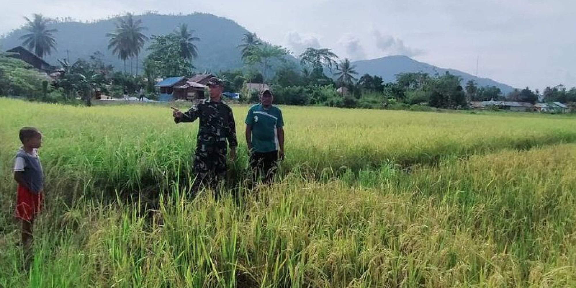 Cek Pertumbuhan Tanaman Padi, Babinsa Koramil Asera 1430 -02 Dampingi Petani