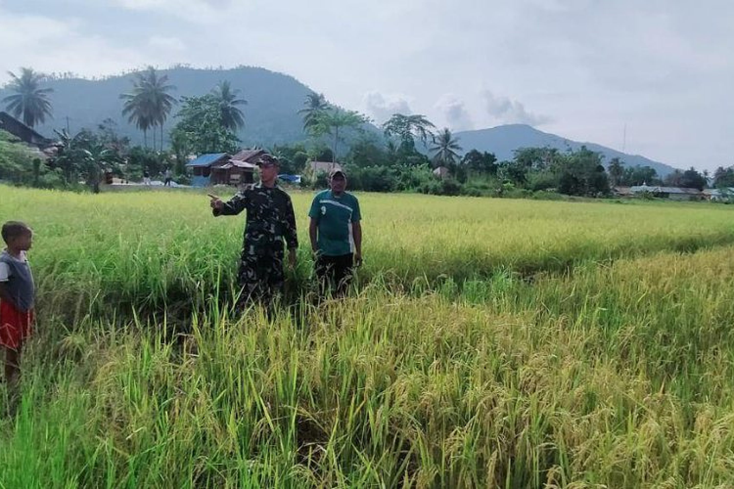 Cek Pertumbuhan Tanaman Padi, Babinsa Koramil Asera 1430 -02 Dampingi Petani