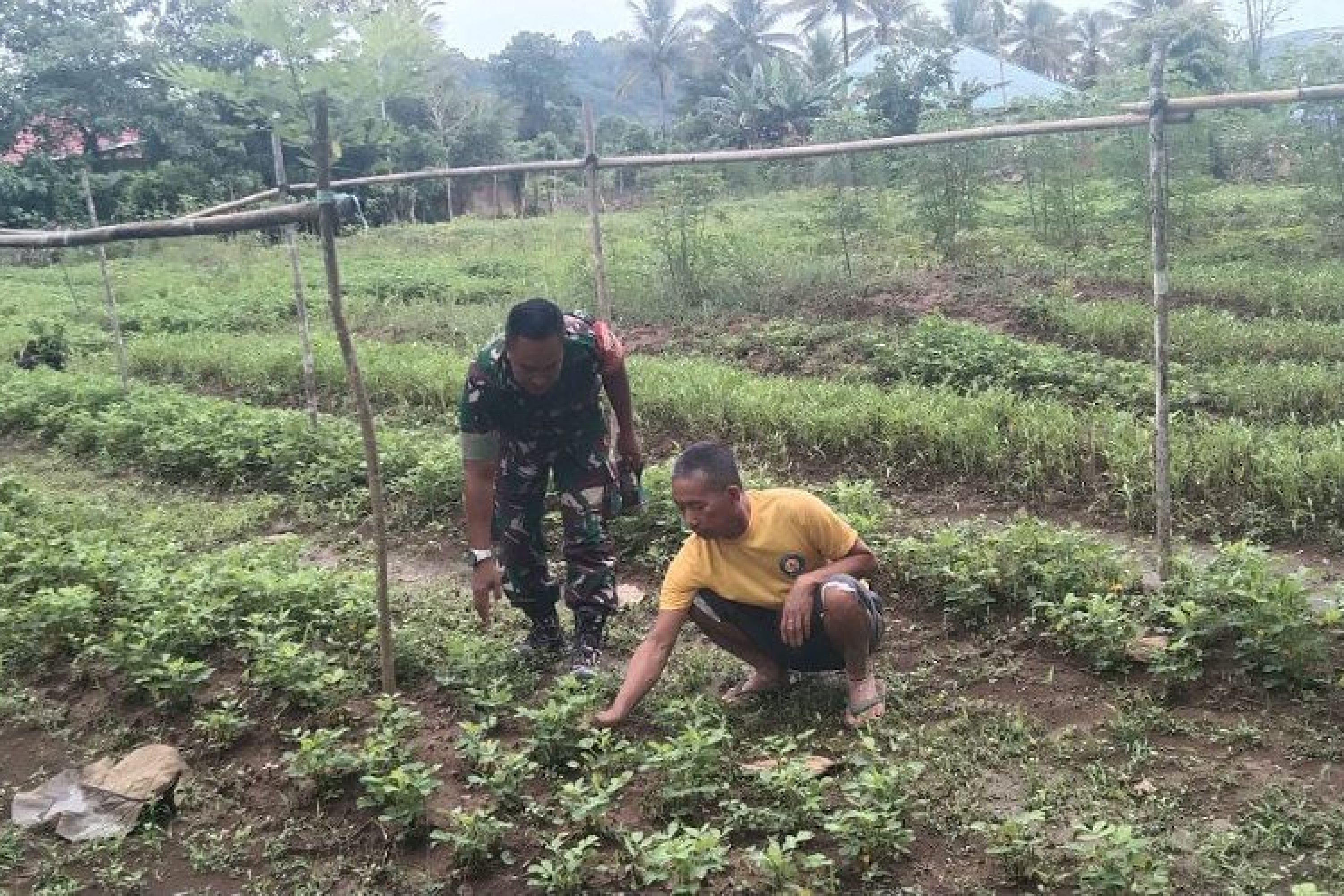 Tingkatkan Swasembada Pangan, Babinsa 1430-02/Asera Datangi Petani Kacang Tanah