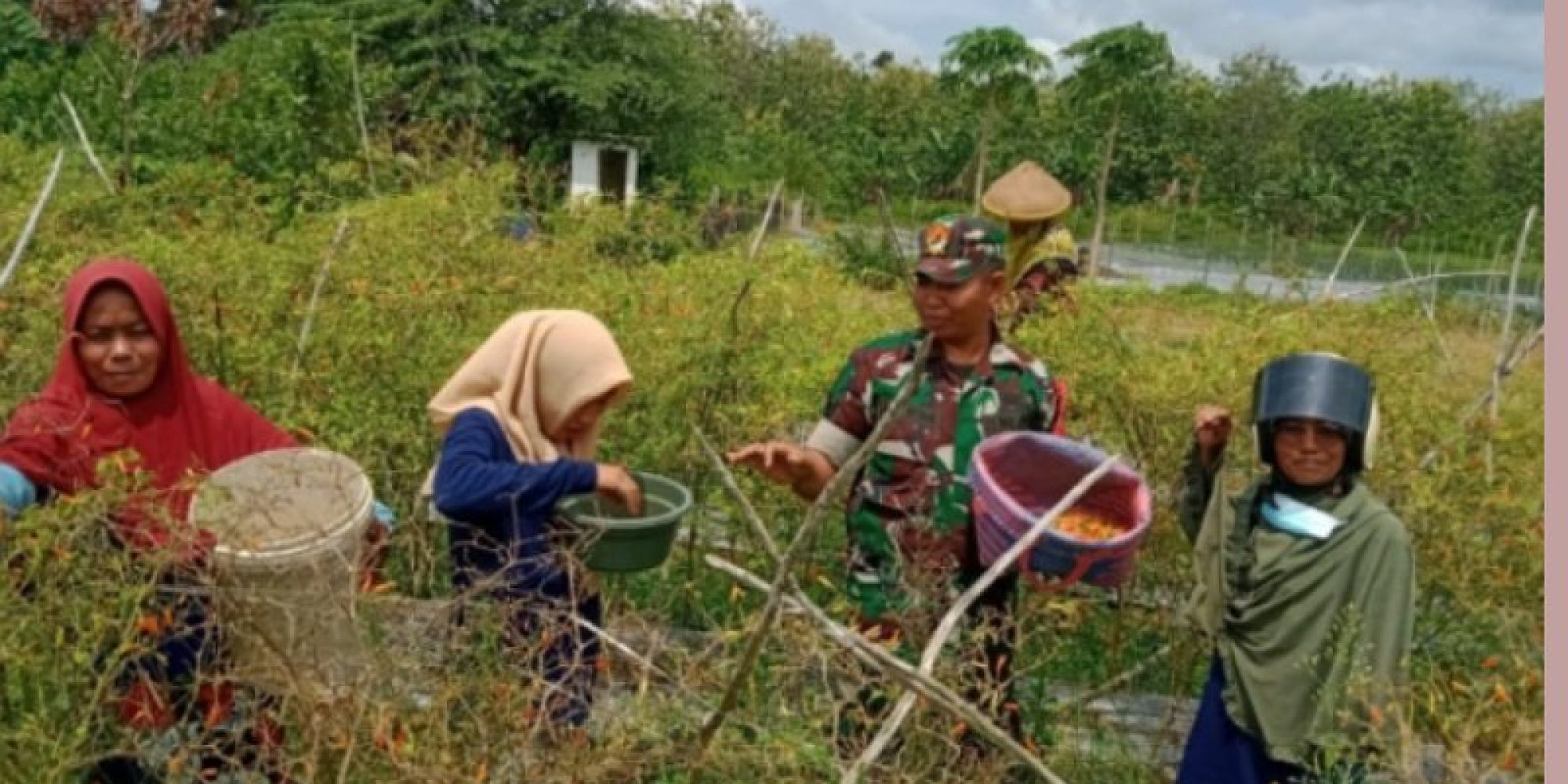 Babinsa Koramil 1416-01/Katobu Kodim 1416/Muna Dampingi Petani Cabe Panen
