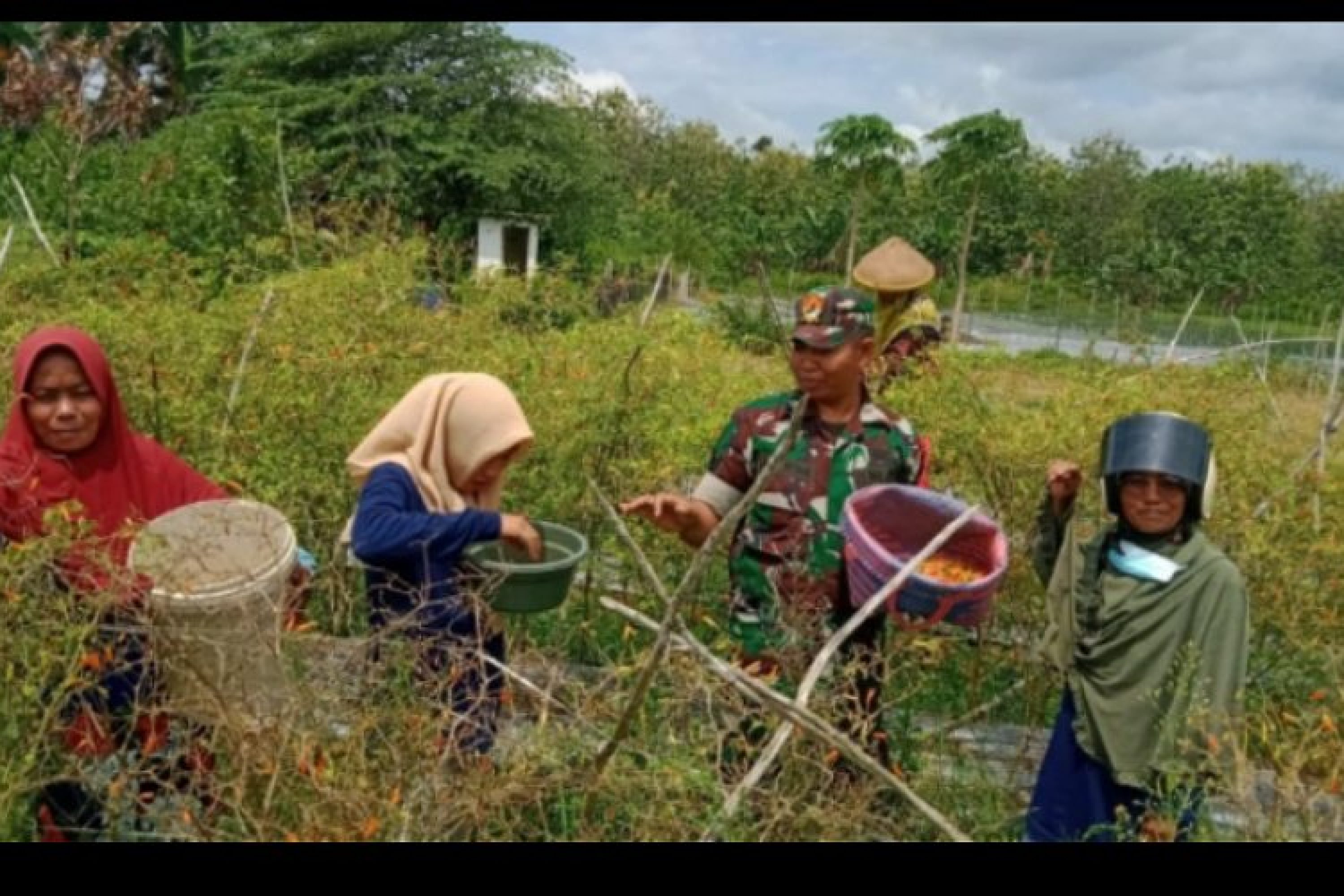 Babinsa Koramil 1416-01/Katobu Kodim 1416/Muna Dampingi Petani Cabe Panen