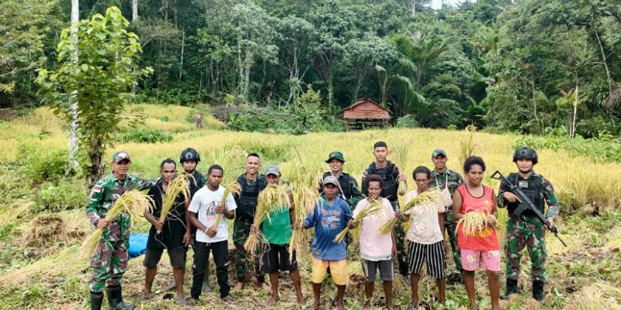 Dukung Ketahanan Pangan, Satgas Yonif 725/Woroagi Bantu Petani Panen Padi Di Perbatasan