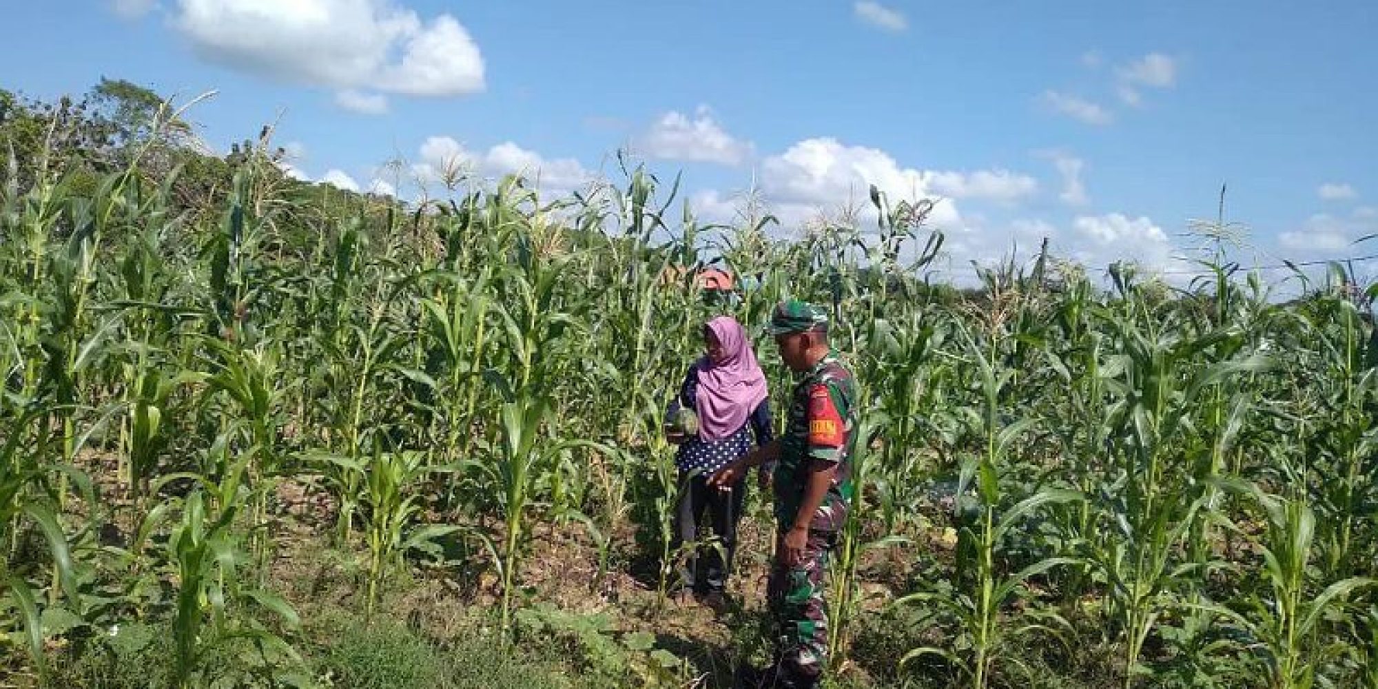Babinsa Koramil 1416-03/Tongkuno Kodim 1416/Muna Dampingi Petani Bercocok Tanam