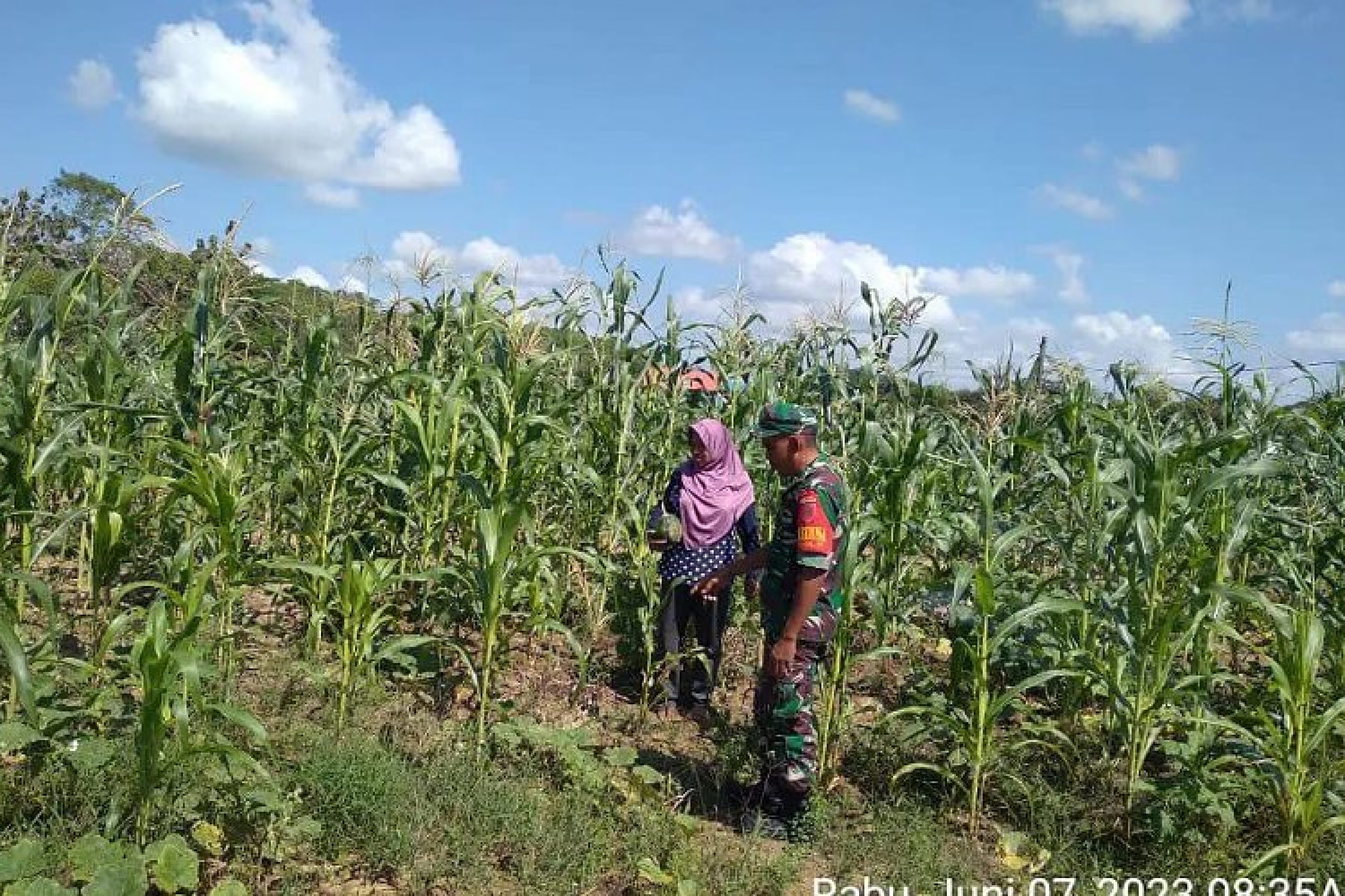 Babinsa Koramil 1416-03/Tongkuno Kodim 1416/Muna Dampingi Petani Bercocok Tanam