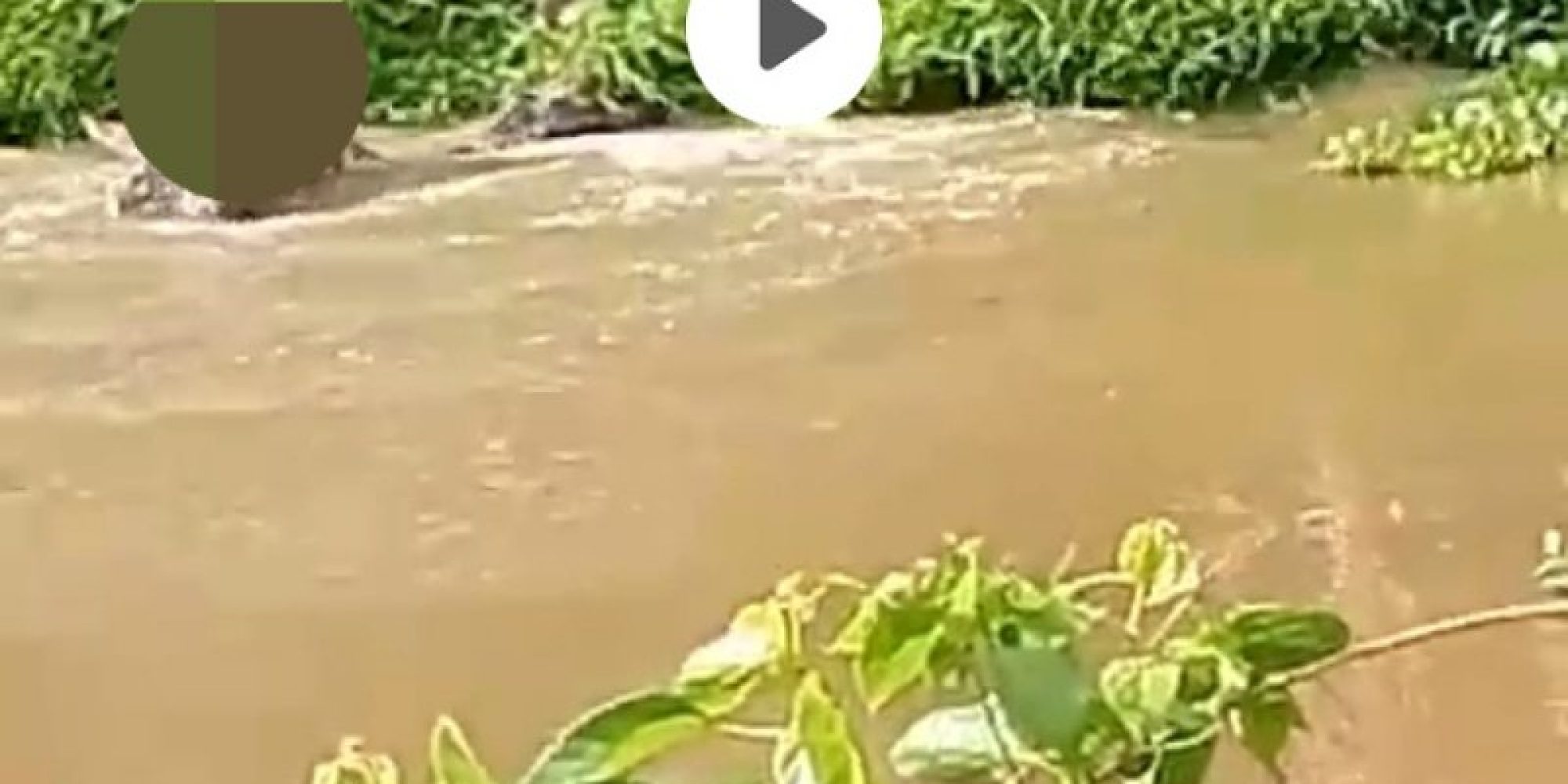 Seorang Warga Asal Kolaka Timur Diterkam Buaya Saat Menjala Ikan Di Sungai Wungguloko