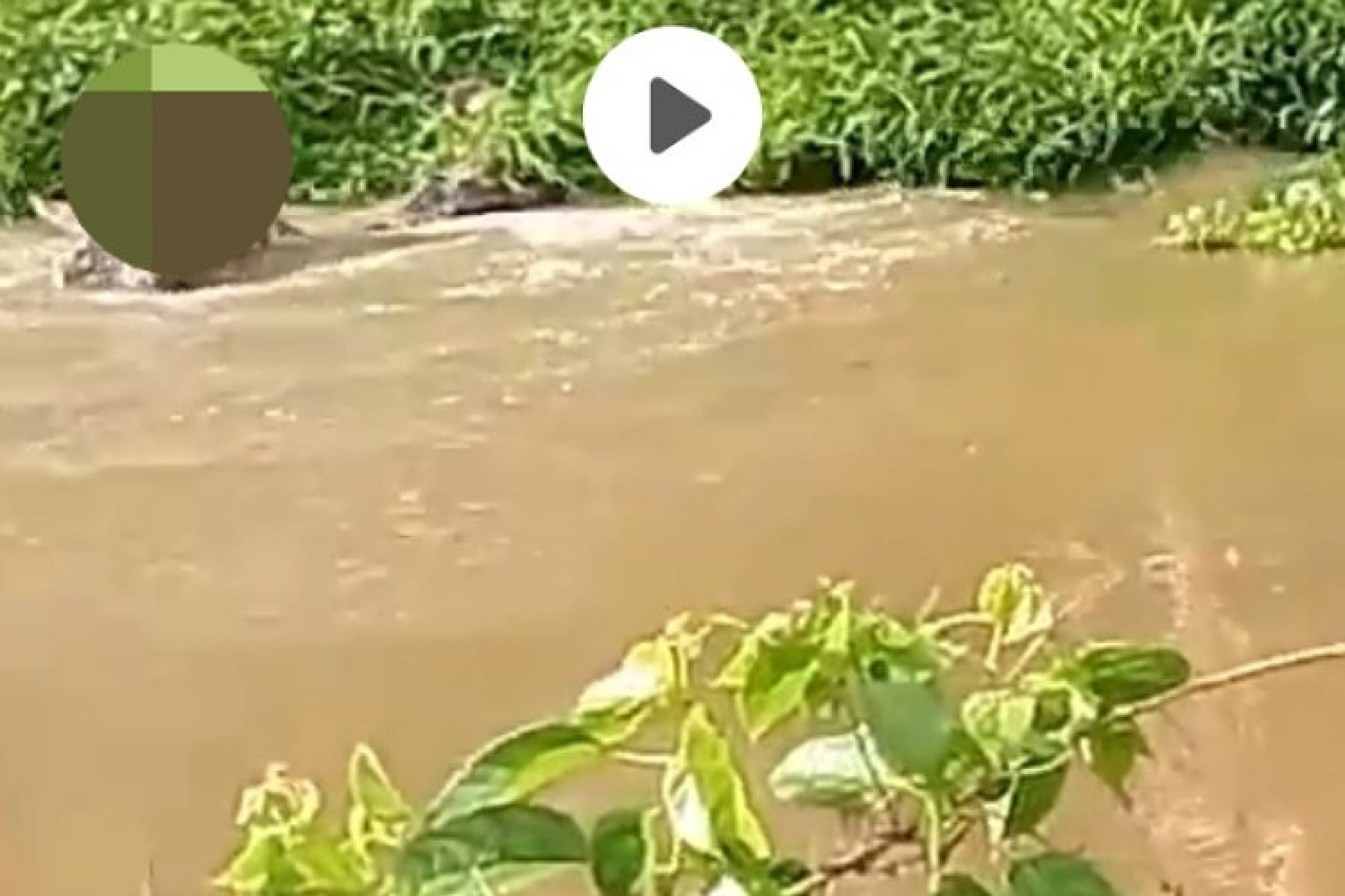 Seorang Warga Asal Kolaka Timur Diterkam Buaya Saat Menjala Ikan Di Sungai Wungguloko