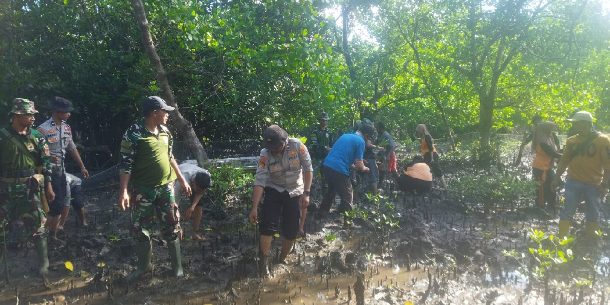 Cegah Abrasi Pantai, Kodim 1416/Muna Tanam Pohon Mangrove