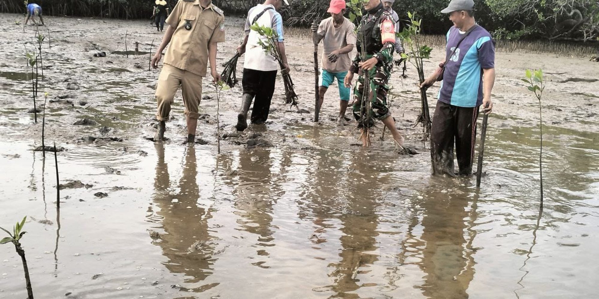 Kodim 1430/Konut Tanam Pohon Mangrove Untuk Cegah Abrasi di Desa Pasir Putih