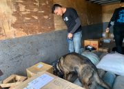 Enam Anjing K9 Bantu Lacak Peredaran Narkoba di Pelabuhan Bakauheni, Ini Hasilnya