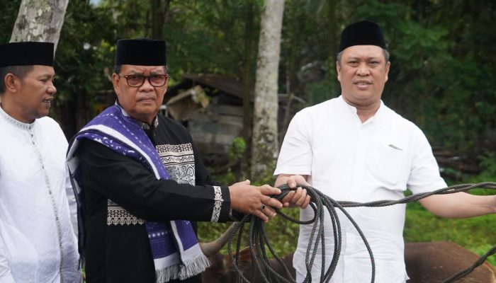 Hari Raya idul Adha 1445 H, Pemda Konut Salurkan 132 Ekor Sapi Kurban Di 13 Kecamatan