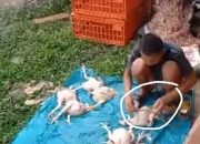 Viral Aksi Pedang Nakal Pompa Ayam Potong Agar Terlihat Besar Dan Gemuk