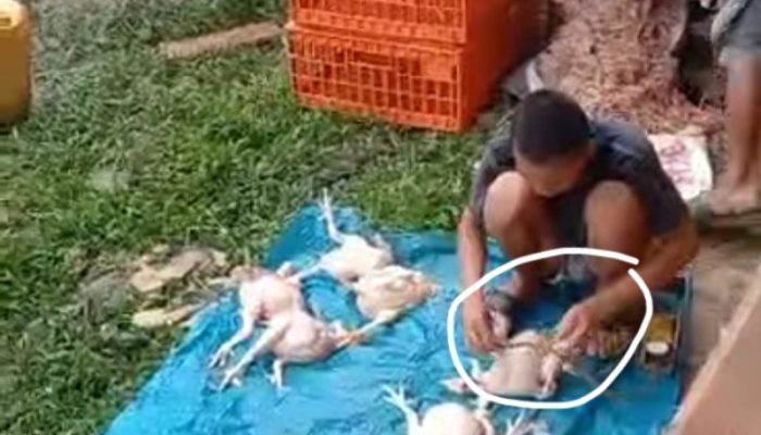 Viral Aksi Pedang Nakal Pompa Ayam Potong Agar Terlihat Besar Dan Gemuk