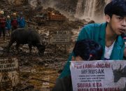 GMII Soroti Kehadiran PT. SCM) di Routa Yang Dinilai Mengancam Kelangsungan Hidup Anoa dan Kelestarian Lingkungan