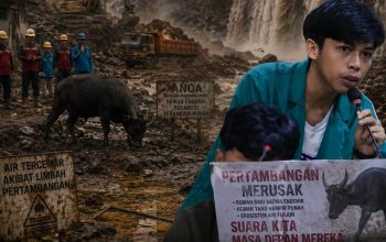 GMII Soroti Kehadiran PT. SCM) di Routa Yang Dinilai Mengancam Kelangsungan Hidup Anoa dan Kelestarian Lingkungan