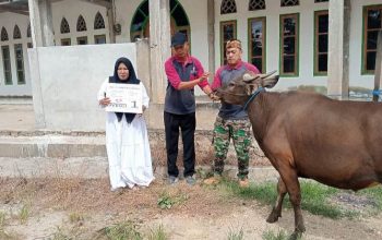 Idul Adha 1447 H 2026, PT Marketindo Selaras Salurkan Hewan Kurban di Wilayah Kec. Angata