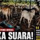 Polemik Dugaan Perampasan Lembu di Labuhanbatu, Korban Jefrey Agustono Ariska Angkat Bicara